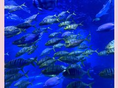 -太平洋海底世界