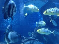 -太平洋海底世界