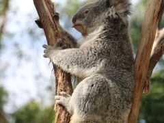 -费瑟代尔野生动物园