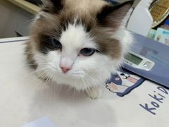 -美联众合动物医院(·中兽医·疑难杂症·严家桥分院)