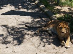 -西霞口神雕山野生动物世界