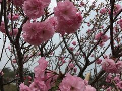 -天适樱花悠乐园