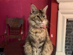 -猫色咖啡·猫咖