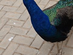 -青藏高原野生动物园