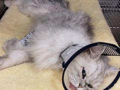 -瑞派康怡24h宠物医院·犬猫医疗中心·微创绝育(瑞景分院)