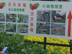 -青浦采草莓天天草莓园