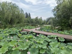 景点-武清南湖绿博园