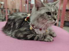 -FAELING PETS美天灵宠物(合生汇店)