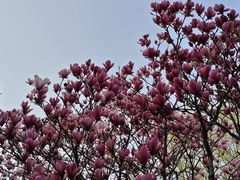 -中央公园(苏州工业园区)