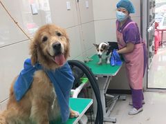 -北京观赏动物医院·24小时大型综合·猫专科·异宠专科