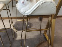 -飞行喵MR PILOT|猫舍·猫咖(静安大融城店)