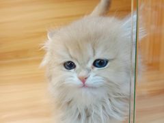 -猫十亿·布偶金渐层·曼基康矮脚猫舍(青年路店)