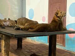 -大连森林动物园