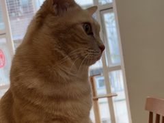 -是阿柴呀！柴犬咖啡·爱喵喵猫咖