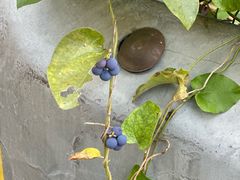 -宁波五龙潭景区