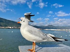 -海埂大坝