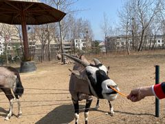 -大连森林动物园