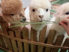 -藦茜花园宠物主题亲子互动体验馆(国顺东路店)