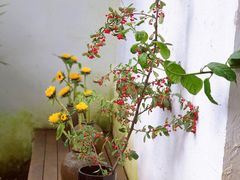 -云里小坐·小院里·团建·宴请·下午茶(三圣乡店)