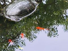 -谷咖啡·鲜花绿植花园餐厅
