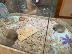 -卡通尼·Safari非洲探索乐园·生日会(金桥国际商业广场店)