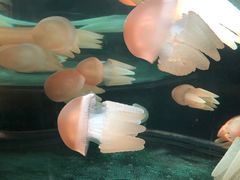 -悉尼海洋生物水族馆