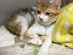 -纳吉亚猫专科动物医院博雅分院