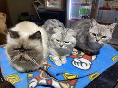 -more than meow吴止猫主题餐厅(承德 中船汇店)