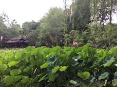 -莲湖公园