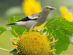 -光明小镇欢乐田园