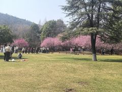 -习家池