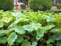 -四川大学(华西校区)