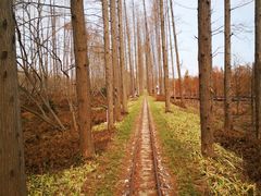 -黄海国家森林公园