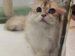 -1013 PET SHOP精品宠物商店(丁香店)