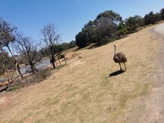 -威勒比开放式动物园