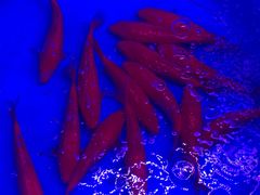 -华声天桥民俗文化园