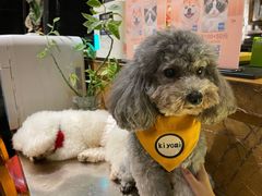 -more than meow吴止猫主题餐厅(承德 中船汇店)