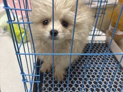 -安安宠医宠物医院·异宠·犬猫内科(岳阳分院)