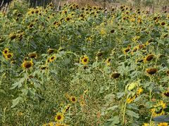 -祥源·阜阳生态乐园