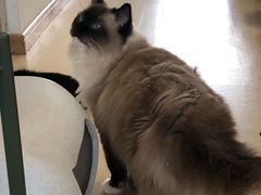 -猫在这儿猫咪咖啡馆·撸猫馆