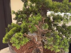 -大妙火锅·非物质文化遗产(东湖公园店)