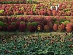 -花开海上生态园