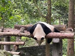 -都江堰中华大熊猫苑