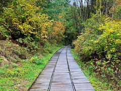 -五营红松林海景区