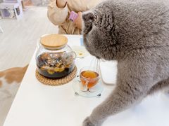 -喵的天空名猫咖啡馆·撸猫·猫舍·用品