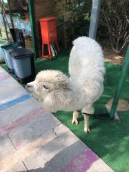 -萌宠亲子动物乐园(槐房万达店)