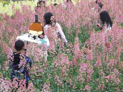 -三圣花乡旅游区