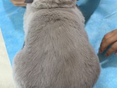 -芭比堂宠物医院·全科爱猫医院·仁德分院