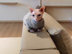 -猫腻·猫咖·撸猫馆(星光大道店)