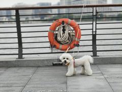 -翊宠yipet猫狗购宠庄园犬舍•猫舍